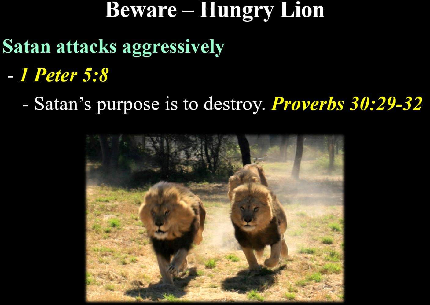 Beware, Hungry Lion